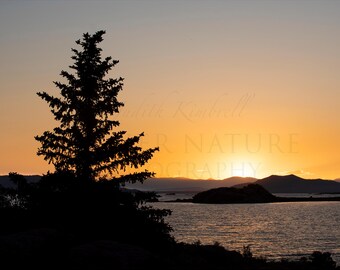 May include: Silhouette of a pine tree in the foreground with a sunset over a body of water in the background. The sun is setting behind a small island with a mountain range in the distance.