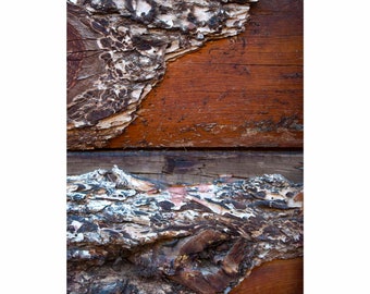 Barnwood Texture Detail, Colorado 2358