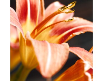 Orange Daylily Detail in a Garden 1730