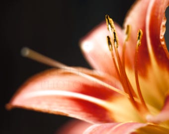 May include: Detailed close-up of an orange and yellow lily flower against a dark backdrop. The image shows the flower's petals, stamens, and pistils. The focus is on the flower's texture and colour variations.