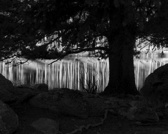 Aspens Trees Framed by Pine Tree at Sprague Lake in Rocky Mountain National Park, Colorado 1571