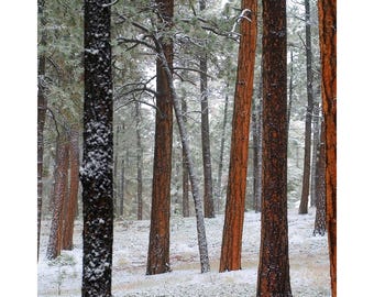 May include: A snowy forest scene with tall pine trees. The trees are covered in a light dusting of snow, and the ground is covered in a thick layer of snow.