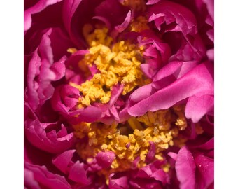 Hot Pink Peony Flower Center Detail 2449