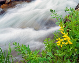 May include: A close-up of a stream with blurred water flowing over rocks. Yellow wildflowers with green leaves grow along the edge of the stream.