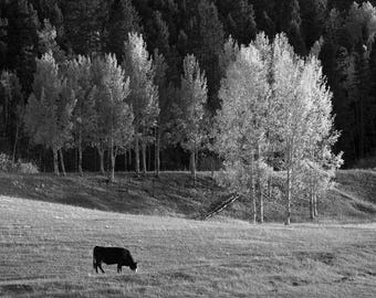 May include: Black and white photograph of a cow grazing in a grassy field. A line of trees with light-colored leaves stands on a small hill, with a dark forest in the background. The image is a landscape scene.