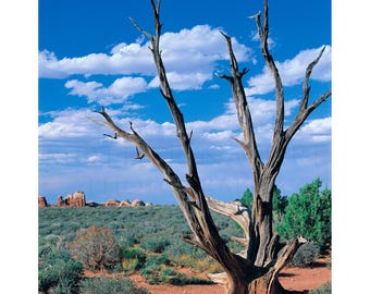 May include: A dead tree with gnarled branches stands in a desert landscape against a blue sky with white clouds. The tree is in the foreground and the desert landscape is in the background.