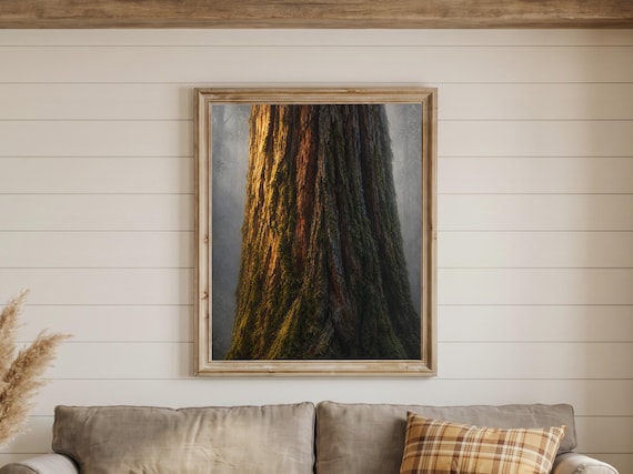 Giant Redwood Tree Prints