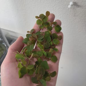 May include: A cluster of small, rounded green and reddish-brown leaves attached to thin, delicate stems. The foliage features a smooth texture and a compact growth pattern, with individual leaves displaying a mix of vibrant green and deep bronze tones.