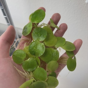 May include: A handful of bright green aquatic plants with round, flat leaves and delicate roots. The leaves have a smooth texture and are slightly wet, with visible water droplets. The plant is a vibrant green color.