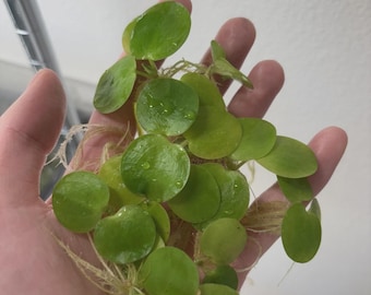 Amazon Frogbit Live Aquarium/Pond Plant (6 Plants)