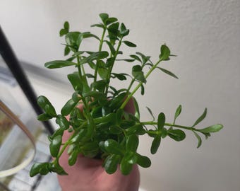 Bacopa Monnieri/Monneywort (6+ stems) Easy Live Aquarium Plant