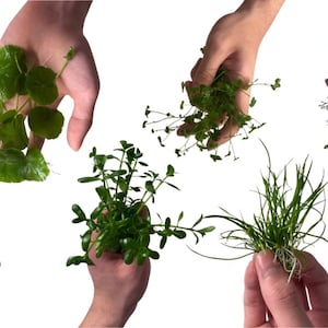 May include: An assortment of vibrant green aquatic plants, including round-leaf varieties and delicate, feathery types, are held in hands against a white background. The plants vary in texture and form, showcasing the diversity of aquatic flora.