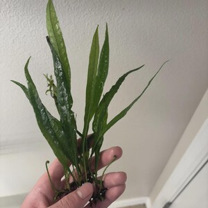 May include: A Java fern aquatic plant featuring multiple long, slender, dark green leaves with a pointed shape. The plant has a visible root system at the base, with some small, curled fronds emerging from the lower section of the stems.