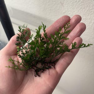 Mini Bolbitis "Baby Leaf" Easy Low Light Live Aquarium Plant