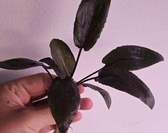 Cryptocoryne Wendtii Tropica Easy Beginner Live Aquarium Plant