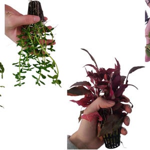 May include: Four distinct aquatic plants in black plastic net pots. One plant has serrated green leaves, another features long stems with small oval leaves, a third has deep red foliage, and the fourth displays rounded green leaves with visible roots.