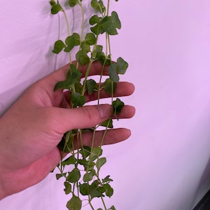 May include: A bunch of fresh green microgreens with thin, delicate stems and small, rounded leaves. The plant features multiple slender stalks that branch out, displaying vibrant green foliage throughout the entire length of the stems.