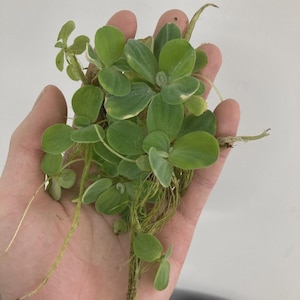May include: A handful of aquatic plants with round, light green leaves and long, thin roots. The leaves have a slight variegation of white around the edges. The plant is held in a person's hand against a plain white background.
