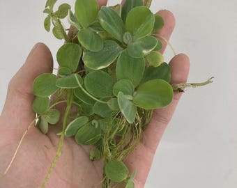 Water Lettuce Live Aquarium/Pond Plant (6+ plants)