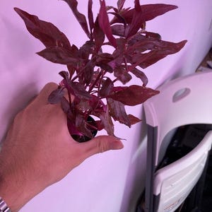 May include: A live aquatic plant featuring deep burgundy and dark purple pointed leaves. The plant has a dense, branching structure with multiple stems extending upwards, showcasing a vibrant, saturated color palette throughout the foliage.