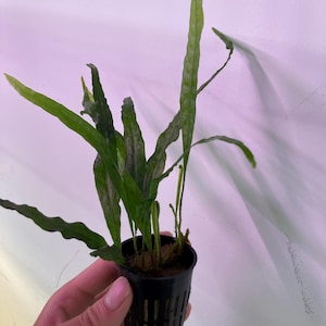 May include: A green aquatic plant with long, narrow, and wavy-edged leaves growing from a small black plastic net pot. The plant features multiple slender stems extending upwards, showcasing a vibrant green color and a textured, rippled leaf surface.