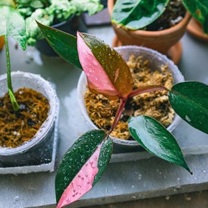 philodendron albo Pothos Albo Variegata | Unique Plants for Delivery main image 1