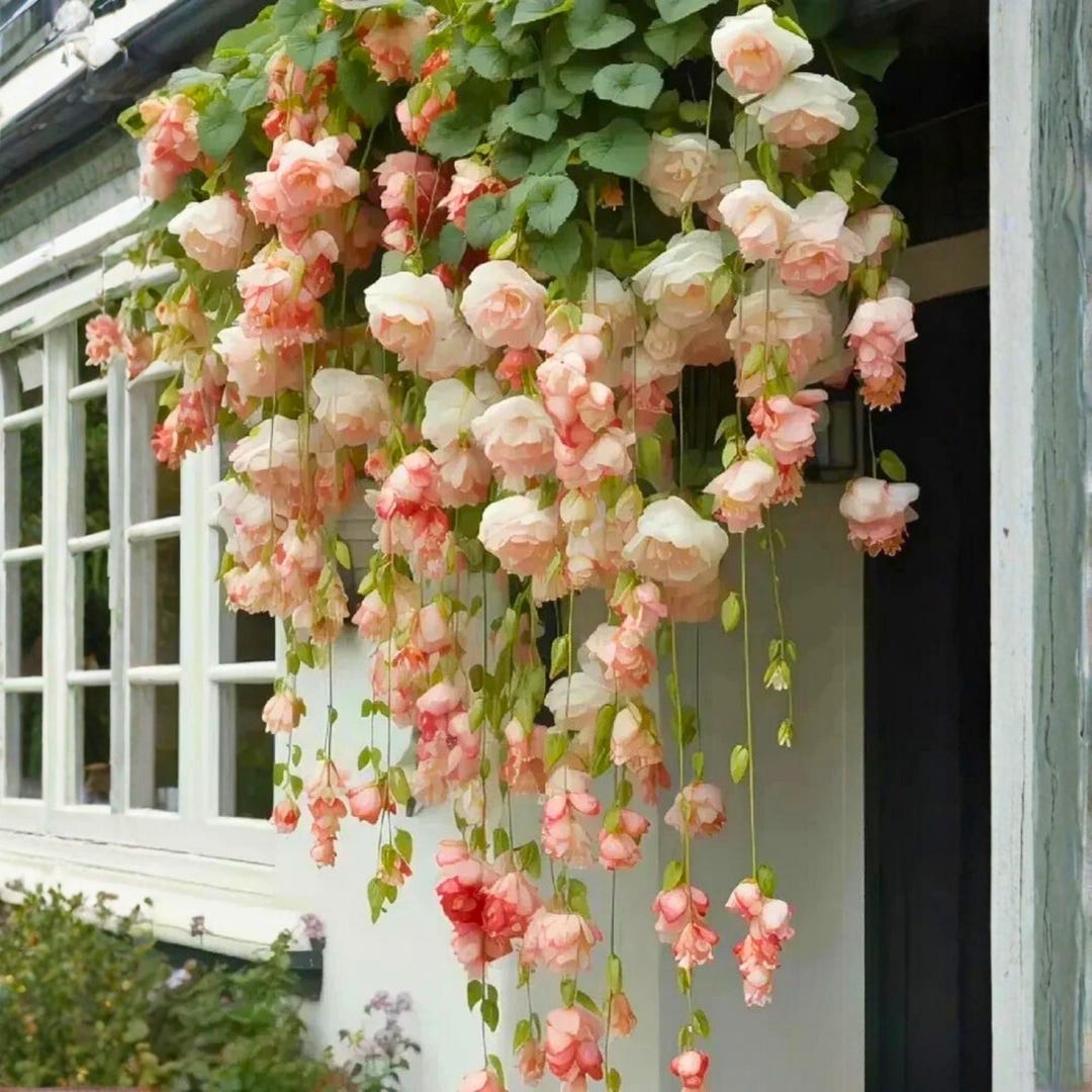 25 Peach Weeping Begonia Seeds | Cascading Flowers - Etsy