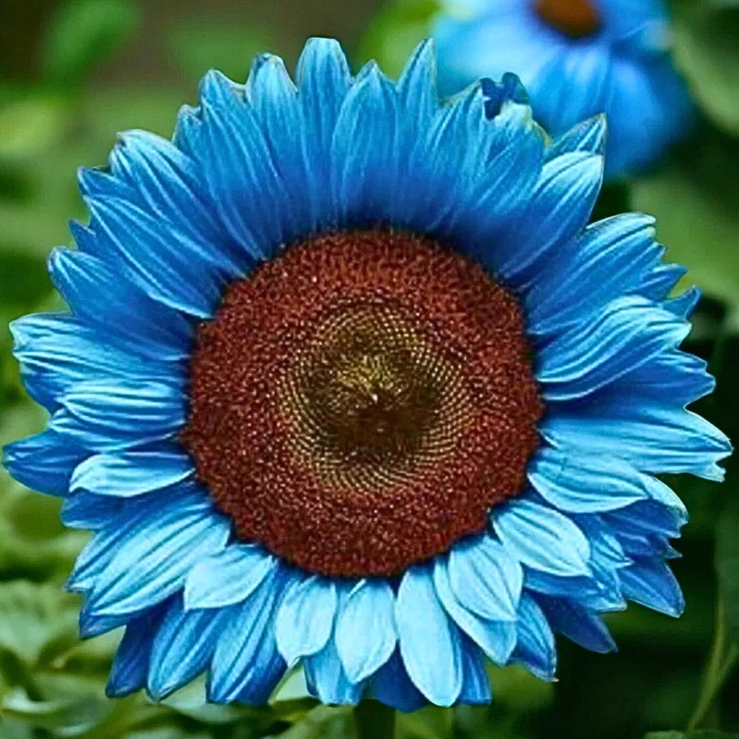 Midnight Oil Blue Sunflower Seeds