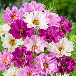 May include: A vibrant bouquet of cosmos flowers in full bloom. The flowers display a range of colors, including white, pink, and deep magenta, with yellow centers. The petals have a delicate, layered appearance.