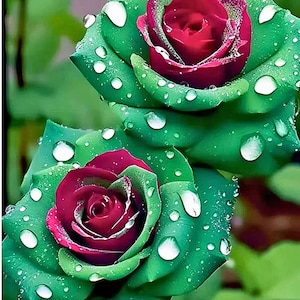 May include: Close-up of two vibrant roses. The petals are a deep red, surrounded by green leaves. Water droplets glisten on the petals and leaves, creating a fresh, dewy appearance. The roses are in full bloom, showcasing their intricate details.