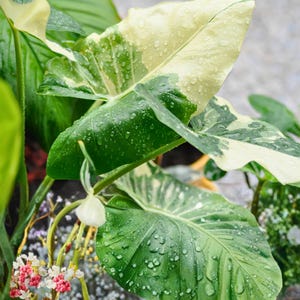 weigelie 'nana variegata wachstum buntblättrige Weigelie Nana Variegata
