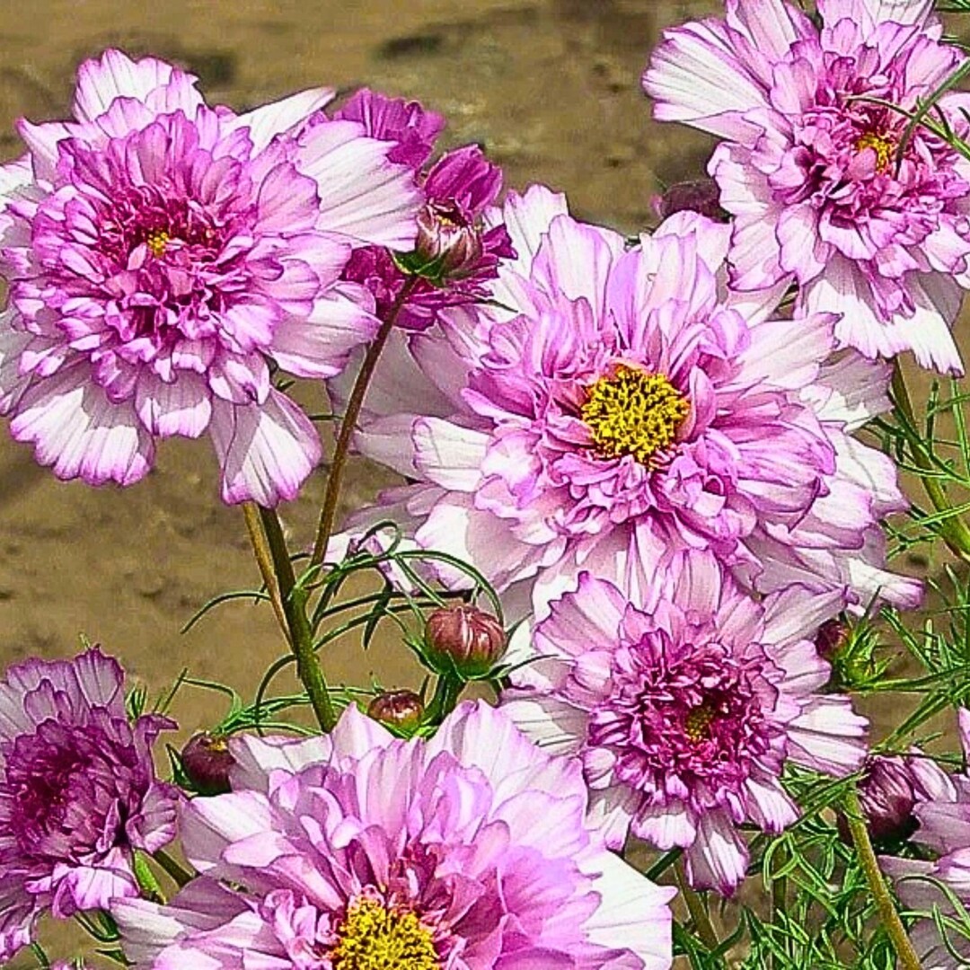200 Double Click Rose Bon Bon Cosmos Seeds | Pink Blooms - Etsy