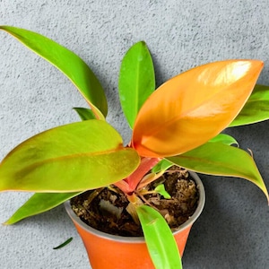 Orange King Philodendron - Etsy