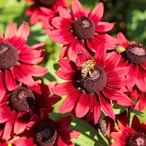 May include: Close-up of vibrant red flowers with dark brown centers. A bee is perched on one of the flowers, gathering nectar. The petals are a deep red hue, and the flowers are in full bloom, showcasing their natural beauty.