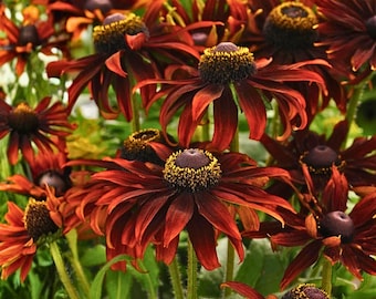 200 Sementes de Rudbeckia Moreno | Rudbeckia de Olhos Negros em Tons Quentes