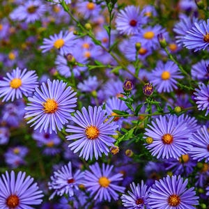 Könnte beinhalten: Nahaufnahme eines Feldes mit lila Asternblüten mit gelben Zentren. Die Blütenblätter sind dünn und zahlreich und strahlen von der Mitte aus. Grüne Stiele und Blätter sind zwischen den Blüten sichtbar. Das Bild ist gut beleuchtet und scharf.