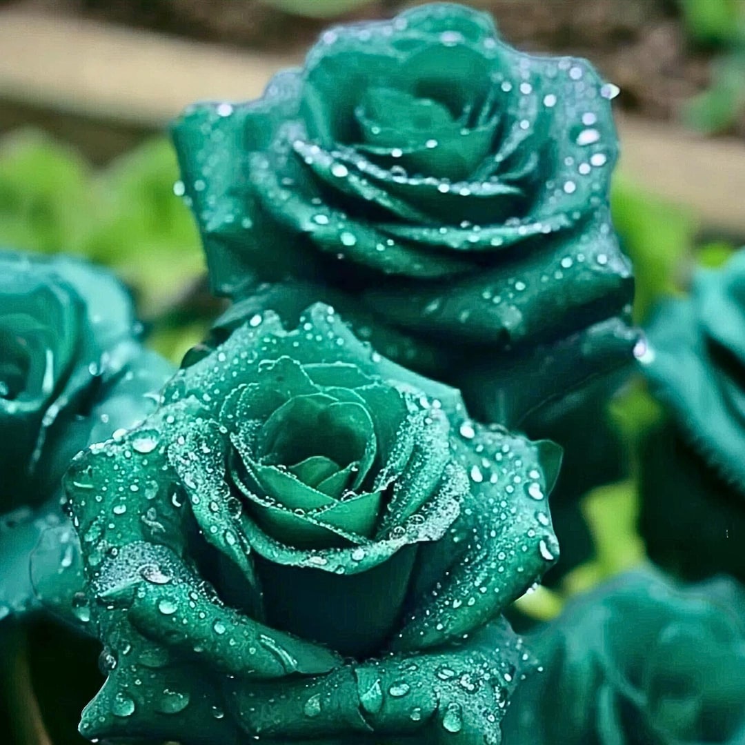 20 Scottish Green Rose Seeds - Rare Ornamental Garden - Etsy