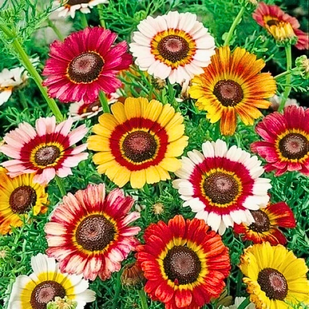 200 Mixed Tri-color Painted Daisy Seeds | Ornamental Flower Seeds - Etsy