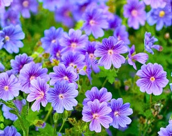 25 Rozanne Geraniumzaden | Winterharde violetblauwe vaste plant