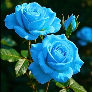 Puede incluir: Primer plano de rosas azules vibrantes en plena floración, mostrando delicados pétalos y detalles intrincados. La imagen captura la belleza de la naturaleza con hojas y tallos verdes, sobre un fondo oscuro. También se ve un capullo de rosa.