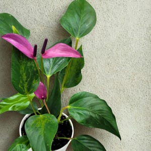Anthurium Compact - Etsy