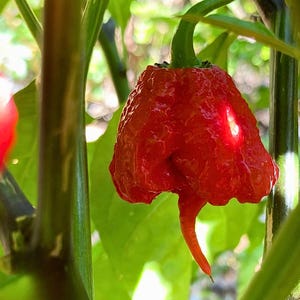 Könnte beinhalten: Nahaufnahme einer leuchtend roten Carolina Reaper Chili, die ihre unebene Textur und einen einzigartigen schwanzartigen Anhang zeigt. Die Chili hängt an einem grünen Stiel, umgeben von üppigen grünen Blättern, wobei sich das Sonnenlicht auf ihrer Oberfläche spiegelt.