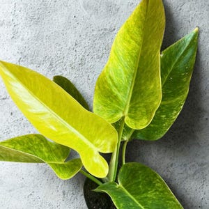 Philodendron Calkins - Etsy