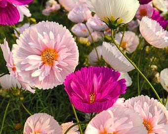 200 Cupcake Blush Kosmossamen | Zarte rosa Gartenblüten