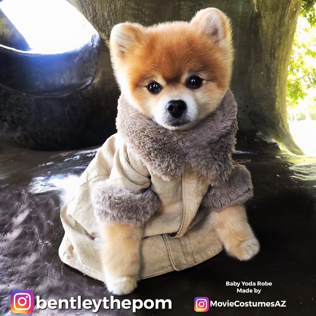 Dog Puppy Clothes Robe Inspired by yoda Fan Made Hand Made