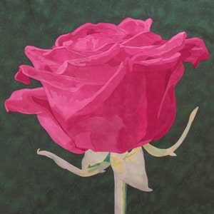 May include: A single, vibrant pink rose with a green stem and leaves against a dark green background.