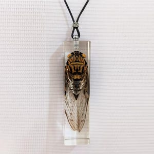May include: A rectangular pendant necklace with a preserved cicada encased in clear resin. The insect has brown and black markings with transparent wings. The pendant hangs from a black cord with a silver-toned metal accent.