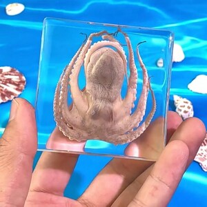 Könnte beinhalten: Ein klarer, quadratischer Harzblock mit einem konservierten, hellbraunen Oktopus-Exemplar. Der Oktopus ist mittig in dem transparenten Material platziert und zeigt seinen Mantel sowie mehrere Tentakel in einer nach unten gerichteten Ausrichtung.