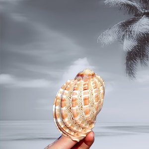 May include: A seashell with a rounded, bulbous shape and a series of vertical ridges. The shell features a colour palette of light tan, cream, and soft brown, with intricate, wavy, and zig-zagging patterns running along its textured surface.