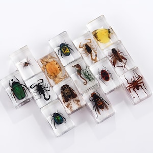May include: A collection of thirteen rectangular clear resin blocks, each containing a preserved specimen including various beetles, spiders, a scorpion, a crab, a seahorse, a cicada, a wasp, a cricket, and a yellow butterfly, arranged in a grid.